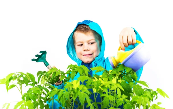 Happy spring gardening boy with seedlings and tools on white background. — Stock Photo, Image