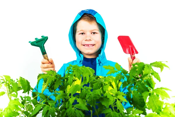 Happy spring gardening boy with seedlings and tools on white background. — Stock Photo, Image