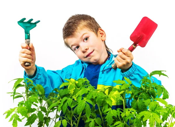 Happy spring gardening boy with seedlings and tools on white background. — Stock Photo, Image