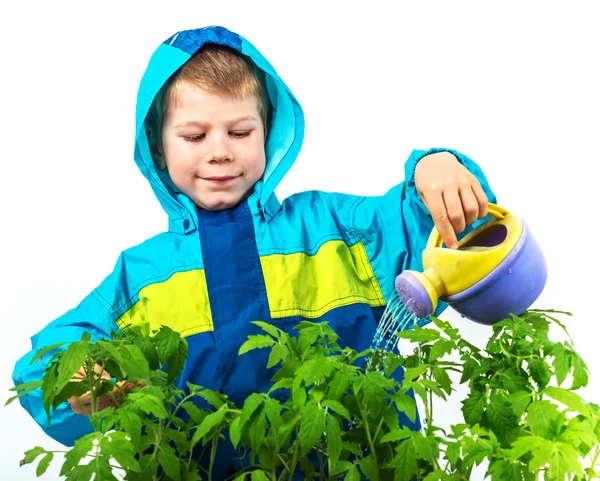 Menino molhando a planta com pouca lata — Fotografia de Stock