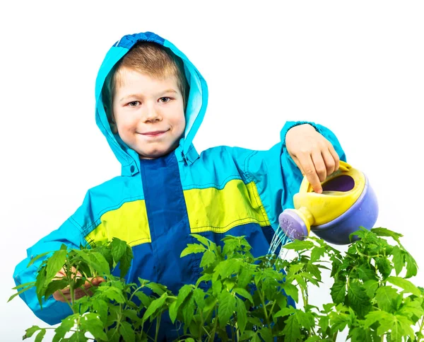 Маленький мальчик поливает растение маленькой банкой — стоковое фото