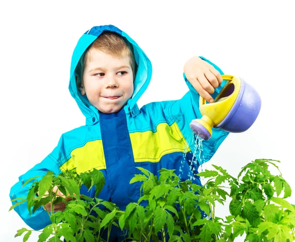 Little boy watering the plant with little can — Stock Photo, Image