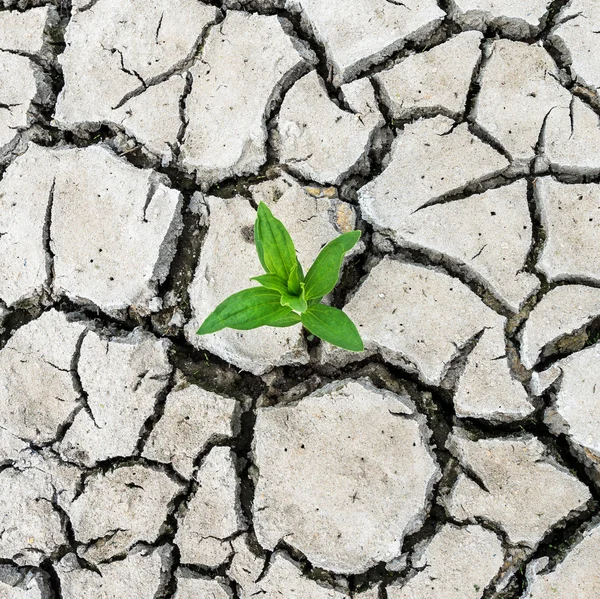 Pianta che germoglia nel deserto — Foto Stock