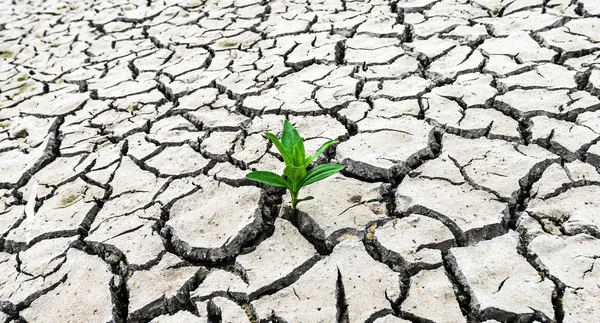 Planta brotando no deserto — Fotografia de Stock