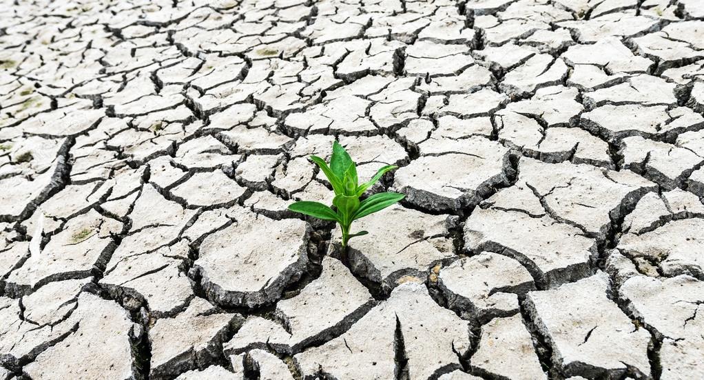 Plant sprouting in the desert