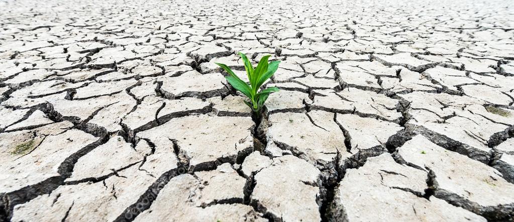 Plant sprouting in the desert