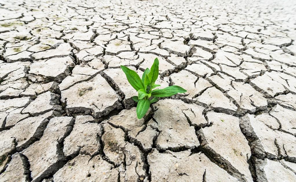 Plant sprouting in the desert