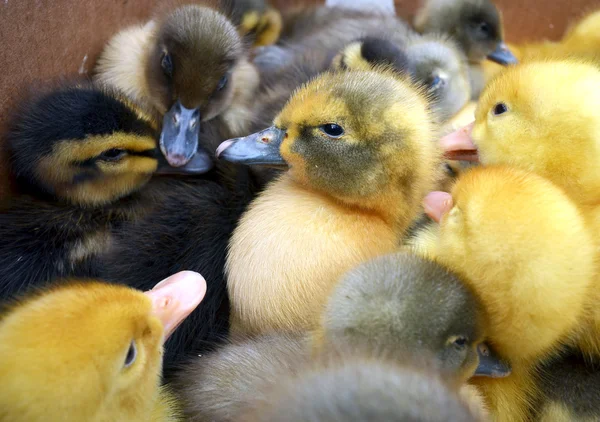 Baby goses — Stock Photo, Image