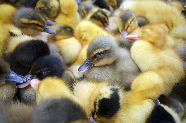 Baby goses — Stock Photo, Image