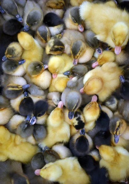 Baby goses — Stock Photo, Image