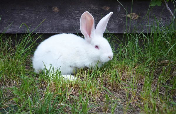 Белый кролик сидит в траве — стоковое фото