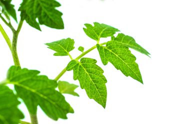 Beyaz domatese bir yaprak