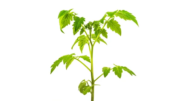 One leaf tomato on white — Stock Photo, Image