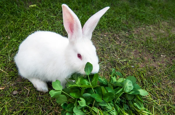 Beyaz tavşan çim oturuyor — Stok fotoğraf