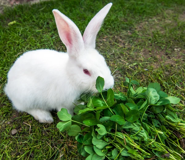 Beyaz tavşan çim oturuyor — Stok fotoğraf
