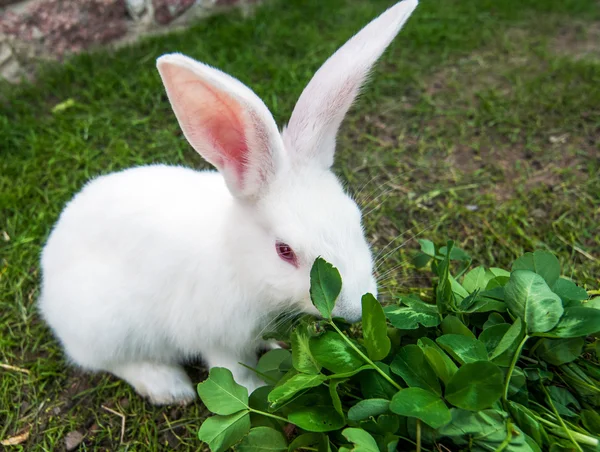 Kelinci putih duduk di rumput — Stok Foto