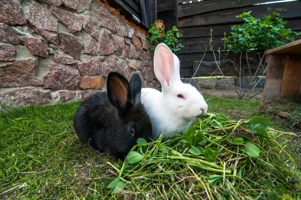 Два кролика на зеленой траве — стоковое фото