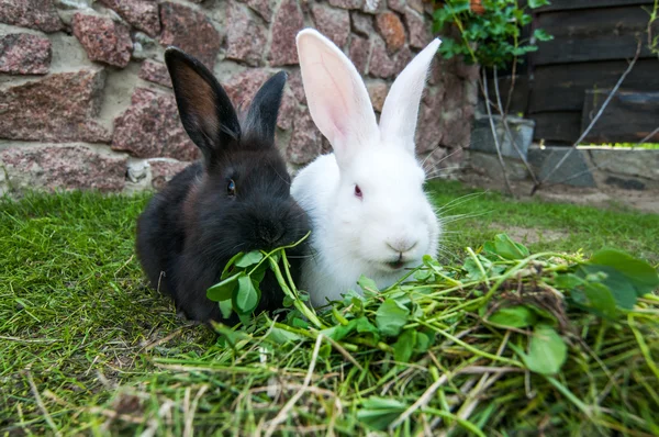 Two rabbits on green grass — Stock Photo, Image