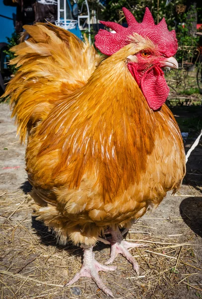 Red cock — Stock Photo, Image