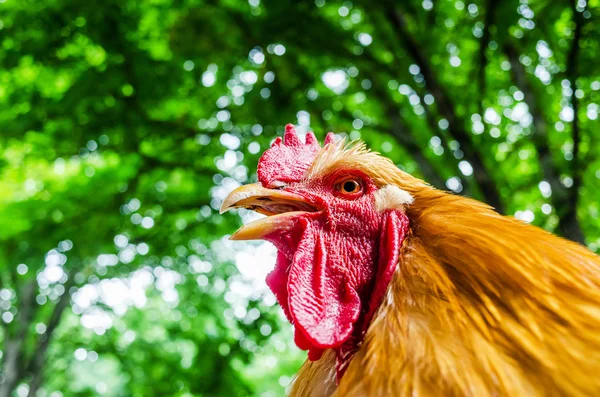 Red cock — Stock Photo, Image