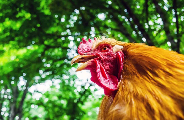 Red cock — Stock Photo, Image