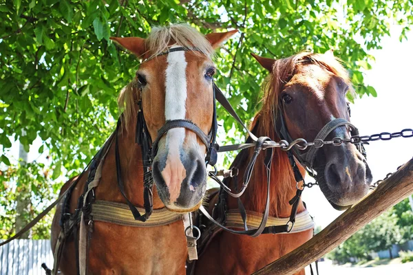 Dva koně tažené — Stock fotografie