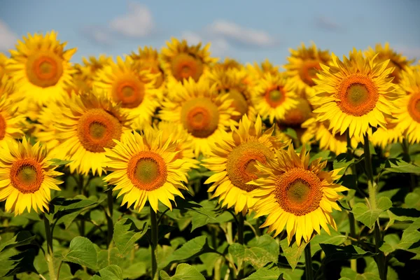 Girasoli in una mattina presto in un campo — Foto Stock