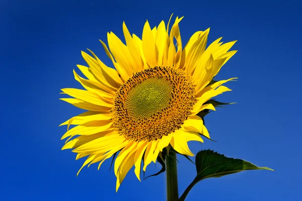 Słonecznik z tłem nieba — Zdjęcie stockowe
