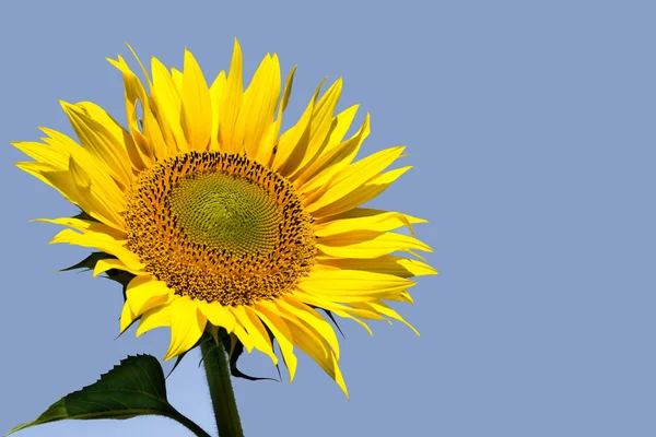 Sunflower with sky background — Stock Photo, Image