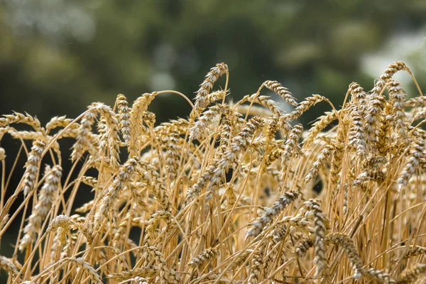 Uši pšenice na poli — Stock fotografie