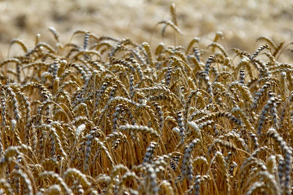 Uši pšenice na poli — Stock fotografie