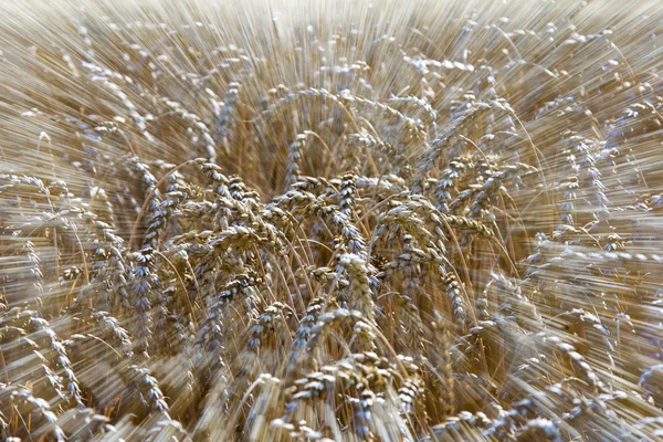 Öron av vete i fält — Stockfoto