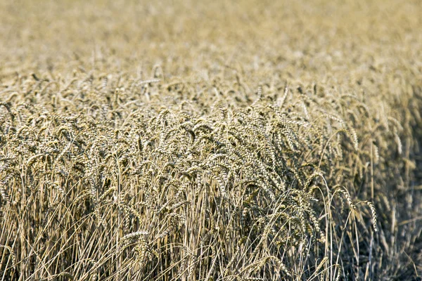 Orejas de trigo en el campo —  Fotos de Stock