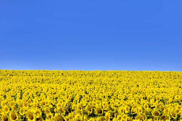 Campo de girasoles —  Fotos de Stock