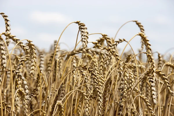 Úrody pšenice s zamračená obloha — Stock fotografie