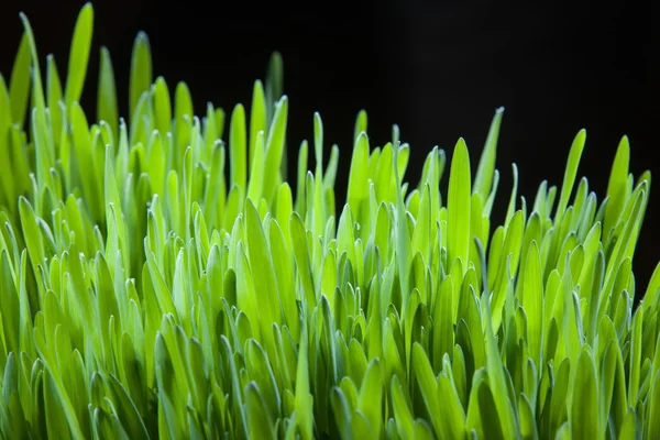 Helder groen gras — Stockfoto