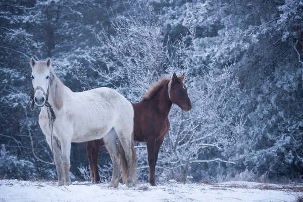 白色的马和小马驹-冬季森林 — 图库照片