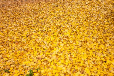 Sonbahar yaprakları yerde yatıyor.