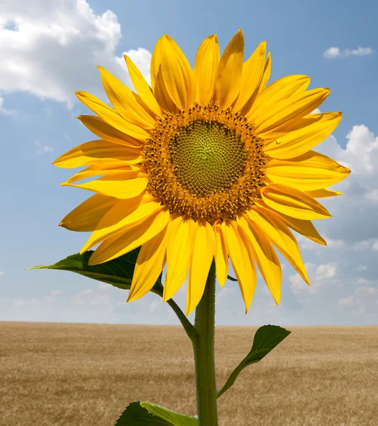 Slunečnice v pšeničné pole — Stock fotografie