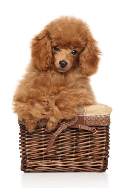 Sepet içinde kırmızı oyuncak fino köpeği köpek yavrusu
