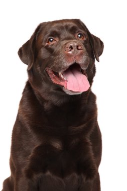 çikolata labrador geri almak
