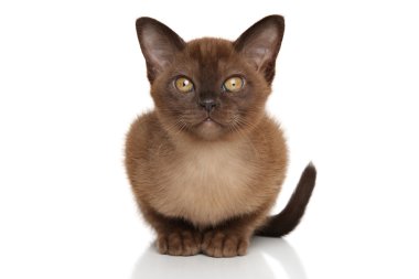 Beyaz arka plan üzerindeki Birman yavru kedi