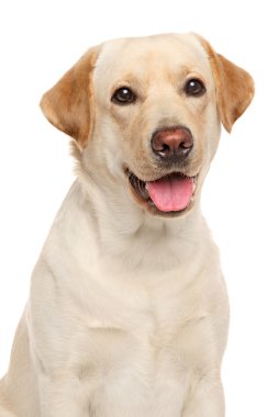 Bir Labrador Close-Up