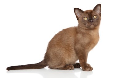 Çikolata Birmanya yavru kedi