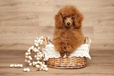 Sepet içinde kırmızı oyuncak fino köpeği köpek yavrusu