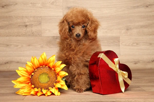 Ahşap arka plan üzerinde oyuncak fino köpeği — Stok fotoğraf