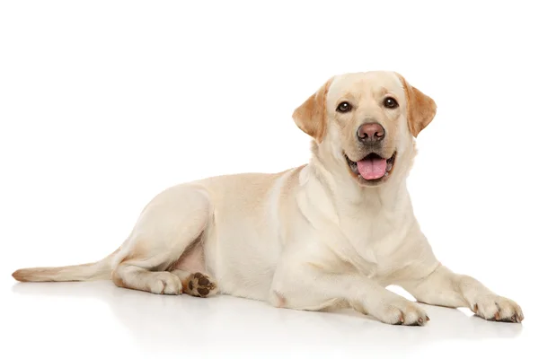 Jovem labrador retriever — Fotografia de Stock