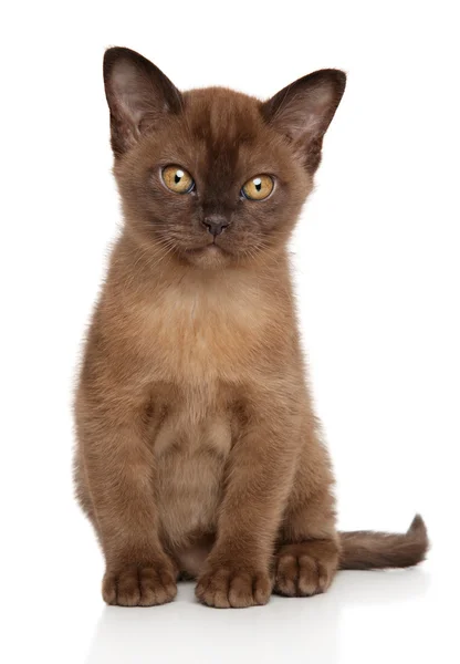 Gatinho birmanês na frente do fundo branco — Fotografia de Stock