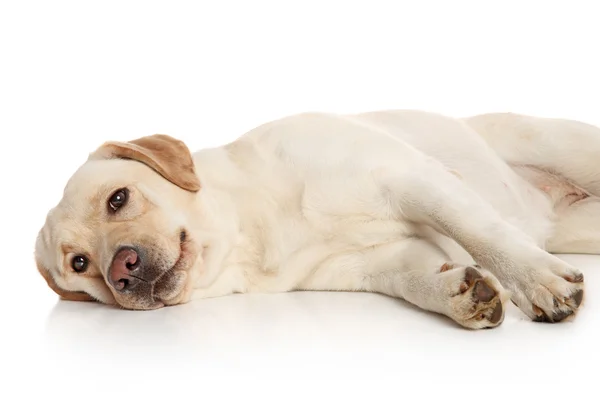 Labrador retriever köpek — Stok fotoğraf