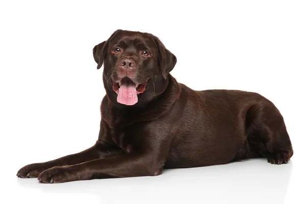 Labrador de chocolate retriever — Fotografia de Stock